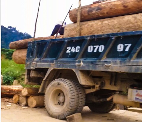 Cục Kiểm lâm vào cuộc sau loạt bài phá rừng của Tuổi Trẻ - Ảnh 7. Cục Kiểm lâm vào cuộc sau loạt bài phá rừng của Tuổi Trẻ - Ảnh 7.
