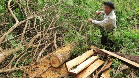 Sẽ kỷ luật cán bộ để tan nát rừng đầu nguồn Lào Cai, Yên Bái - Ảnh 5. Sẽ kỷ luật cán bộ để tan nát rừng đầu nguồn Lào Cai, Yên Bái - Ảnh 5.