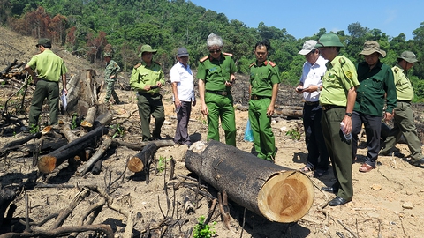 Thủ tướng yêu cầu Bình Định báo cáo vụ phá rừng ở An Lão - Ảnh 1. Thủ tướng yêu cầu Bình Định báo cáo vụ phá rừng ở An Lão - Ảnh 1.