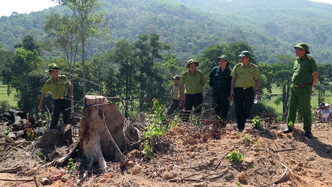 Thủ tướng yêu cầu Bình Định báo cáo vụ phá rừng ở An Lão - Ảnh 2. Thủ tướng yêu cầu Bình Định báo cáo vụ phá rừng ở An Lão - Ảnh 2.