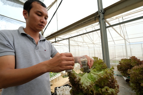 Dùng hơi nước...trồng rau - Ảnh 8. Dùng hơi nước...trồng rau - Ảnh 8.