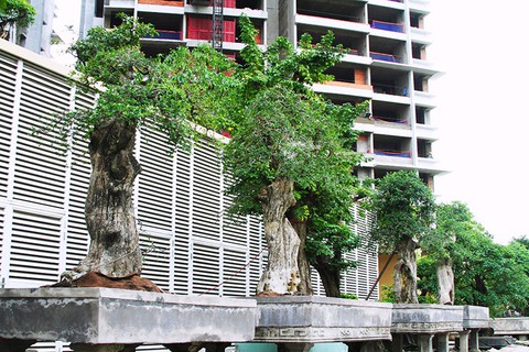 Cây cảnh trăm tuổi tại khu phức hợp Kenton Node Hotel Complex - Ảnh 2. Cây cảnh trăm tuổi tại khu phức hợp Kenton Node Hotel Complex - Ảnh 2.