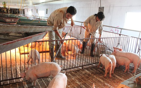 Gỡ bỏ 12 thủ tục sản xuất, kinh doanh chăn nuôi, thuỷ sản - Ảnh 1. Gỡ bỏ 12 thủ tục sản xuất, kinh doanh chăn nuôi, thuỷ sản - Ảnh 1.