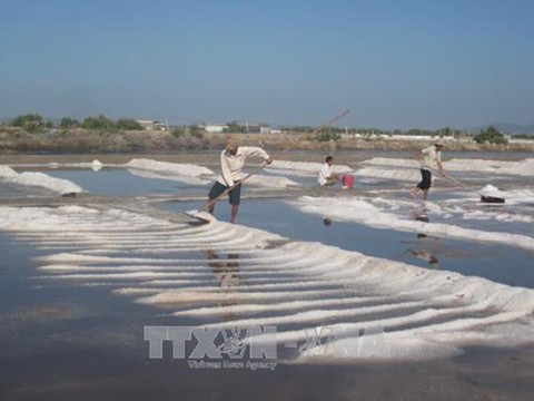 Sản lượng muối giảm khiến giá tăng - Ảnh 1. Sản lượng muối giảm khiến giá tăng - Ảnh 1.