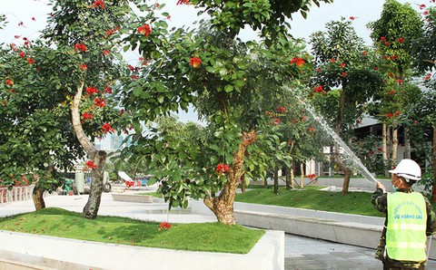 Cây cảnh trăm tuổi tại khu phức hợp Kenton Node Hotel Complex - Ảnh 7. Cây cảnh trăm tuổi tại khu phức hợp Kenton Node Hotel Complex - Ảnh 7.