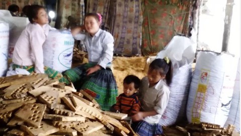 Tan nát rừng phòng hộ - Kỳ cuối: Đường đi của pơmu - Ảnh 5. Tan nát rừng phòng hộ - Kỳ cuối: Đường đi của pơmu - Ảnh 5.