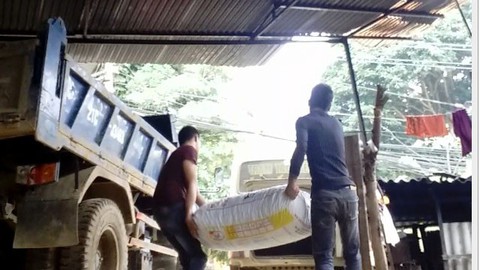 Tan nát rừng phòng hộ - Kỳ cuối: Đường đi của pơmu - Ảnh 1. Tan nát rừng phòng hộ - Kỳ cuối: Đường đi của pơmu - Ảnh 1.