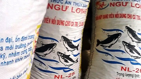 Tan nát rừng phòng hộ - Kỳ cuối: Đường đi của pơmu - Ảnh 2. Tan nát rừng phòng hộ - Kỳ cuối: Đường đi của pơmu - Ảnh 2.