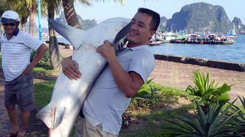 Không có chuyện cá mập tấn công người ở Hạ Long - Ảnh 3. Không có chuyện cá mập tấn công người ở Hạ Long - Ảnh 3.