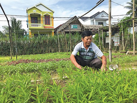 Bước ra thế giới nhờ... trồng rau sạch - Ảnh 1. Bước ra thế giới nhờ... trồng rau sạch - Ảnh 1.