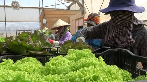 Video clip vạch trần rau giả chỉ là tin giả - Ảnh 4. Video clip vạch trần rau giả chỉ là tin giả - Ảnh 4.
