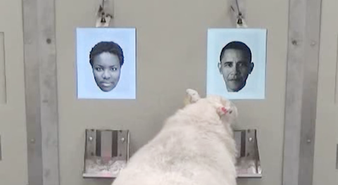 Cừu biết nhận dạng ông Obama, người mẫu Emma Watson - Ảnh 1. Cừu biết nhận dạng ông Obama, người mẫu Emma Watson - Ảnh 1.