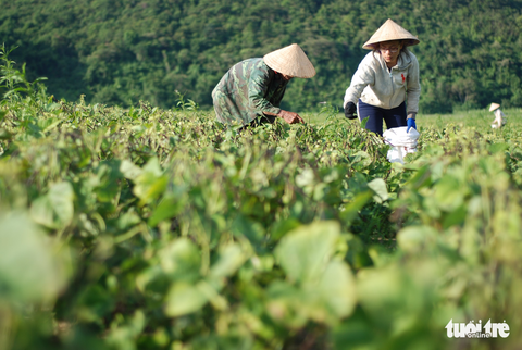 Thay cha gánh cả gia đình - Ảnh 1. Thay cha gánh cả gia đình - Ảnh 1.