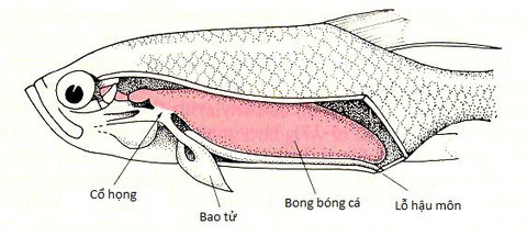 Vì sao cá chết thường nằm ngửa? - Ảnh 2. Vì sao cá chết thường nằm ngửa? - Ảnh 2.