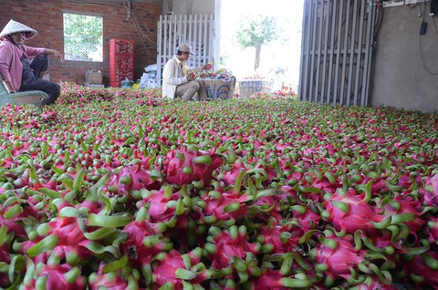 Sau 9 năm đàm phán, thanh long Việt Nam lần đầu sang Úc - Ảnh 2. Sau 9 năm đàm phán, thanh long Việt Nam lần đầu sang Úc - Ảnh 2.