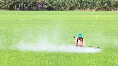 Bổ sung 406 loại thuốc bảo vệ thực vật vào danh mục được phép sử dụng tại Việt Nam - Ảnh 1.