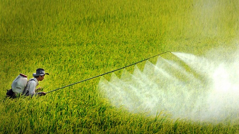 Nông dân ít sài thuốc bảo vệ thực vật sinh học do giá thành cao - Ảnh 1. Nông dân huyện Hòn Đất (Kiên Giang) phun thuốc trừ sâu trên ruộng lúa - Ảnh: K.NAM