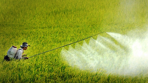 Mất kiểm soát thuốc trừ sâu - Ảnh 1. Mất kiểm soát thuốc trừ sâu - Ảnh 1.