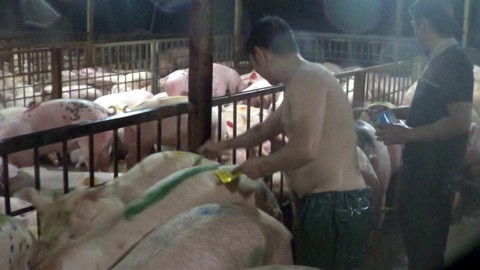 Tiêm thuốc an thần cho heo, thú y thiếu trách nhiệm? - Ảnh 3. Tiêm thuốc an thần cho heo, thú y thiếu trách nhiệm? - Ảnh 3.