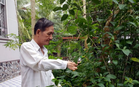 Tìm, thử nghiệm và sử dụng với sản phẩm tinh dầu bưởi - Ảnh 2. Tìm, thử nghiệm và sử dụng với sản phẩm tinh dầu bưởi - Ảnh 2.