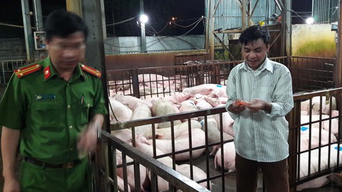 Tiêm thuốc an thần cho heo, thú y thiếu trách nhiệm? - Ảnh 1. Tiêm thuốc an thần cho heo, thú y thiếu trách nhiệm? - Ảnh 1.