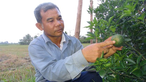 PHẠM TỘI TỪ VIỆC PHÁ VƯỜN CÂY, RUỘNG LÚA - Ảnh 1. PHẠM TỘI TỪ VIỆC PHÁ VƯỜN CÂY, RUỘNG LÚA - Ảnh 1.