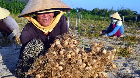 Lãnh đạo Quảng Ngãi nói dân tự quyết việc hợp tác trồng tỏi - Ảnh 1. Lãnh đạo Quảng Ngãi nói dân tự quyết việc hợp tác trồng tỏi - Ảnh 1.
