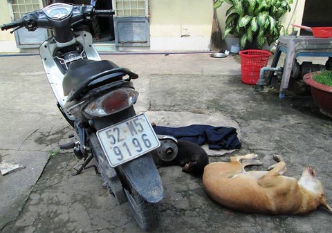 Bị truy đuổi, cẩu tặc dùng nỏ bắn công an bị thương - Ảnh 1. Bị truy đuổi, cẩu tặc dùng nỏ bắn công an bị thương - Ảnh 1.