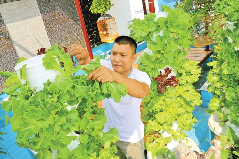 Dân Sài Gòn trồng rau ăn tết - Ảnh 1. Dân Sài Gòn trồng rau ăn tết - Ảnh 1.