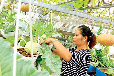trong-rau-tho-canh-(3) trong-rau-tho-canh-(3)