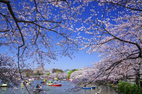 Đi Tokyo đừng quên ăn tối cùng Geisha - Ảnh 4. Đi Tokyo đừng quên ăn tối cùng Geisha - Ảnh 4.