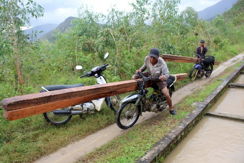 Ngang nhiên phá rừng phòng hộ bán gỗ làm bè nuôi tôm - Ảnh 1. Ngang nhiên phá rừng phòng hộ bán gỗ làm bè nuôi tôm - Ảnh 1.