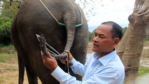Xót xa những chú voi bị nhổ trụi lông đuôi để bán - Ảnh 1. Xót xa những chú voi bị nhổ trụi lông đuôi để bán - Ảnh 1.