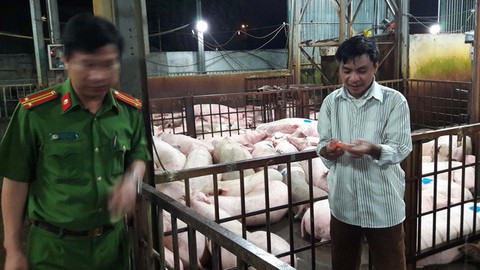 Kỷ luật hàng loạt cán bộ liên quan vụ heo bị tiêm thuốc an thần - Ảnh 1. Kỷ luật hàng loạt cán bộ liên quan vụ heo bị tiêm thuốc an thần - Ảnh 1.