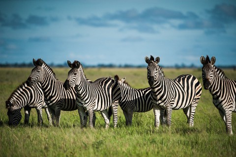 Ngắm châu Phi mê hoặc trong phim tài liệu National Geographic - Ảnh 10. Ngắm châu Phi mê hoặc trong phim tài liệu National Geographic - Ảnh 10.