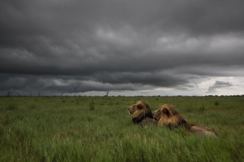 Ngắm châu Phi mê hoặc trong phim tài liệu National Geographic - Ảnh 4. Ngắm châu Phi mê hoặc trong phim tài liệu National Geographic - Ảnh 4.