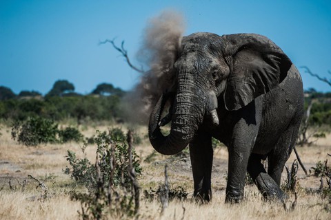 Ngắm châu Phi mê hoặc trong phim tài liệu National Geographic - Ảnh 3. Ngắm châu Phi mê hoặc trong phim tài liệu National Geographic - Ảnh 3.