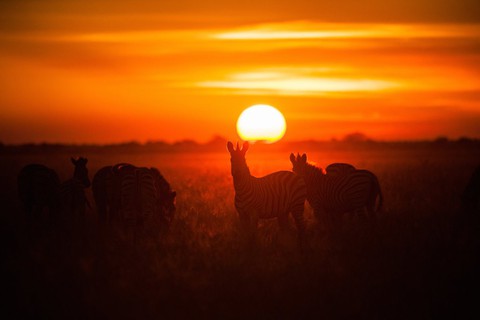 Ngắm châu Phi mê hoặc trong phim tài liệu National Geographic - Ảnh 1. Ngắm châu Phi mê hoặc trong phim tài liệu National Geographic - Ảnh 1.