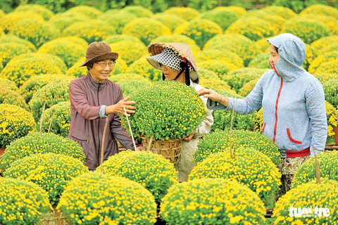 Chú chó tắc kiểng Chợ Lách chào Xuân Mậu Tuất - Ảnh 1. Chú chó tắc kiểng Chợ Lách chào Xuân Mậu Tuất - Ảnh 1.