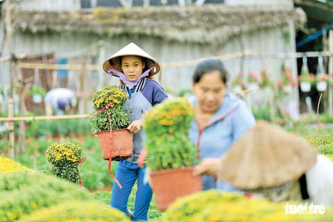 Chú chó tắc kiểng Chợ Lách chào Xuân Mậu Tuất - Ảnh 2. Chú chó tắc kiểng Chợ Lách chào Xuân Mậu Tuất - Ảnh 2.