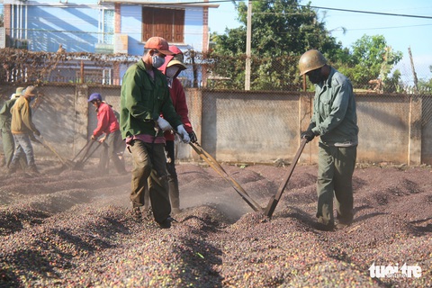Đắk Lắk khai tử sàn giao dịch cà phê Buôn Ma Thuột - Ảnh 4. Đắk Lắk khai tử sàn giao dịch cà phê Buôn Ma Thuột - Ảnh 4.