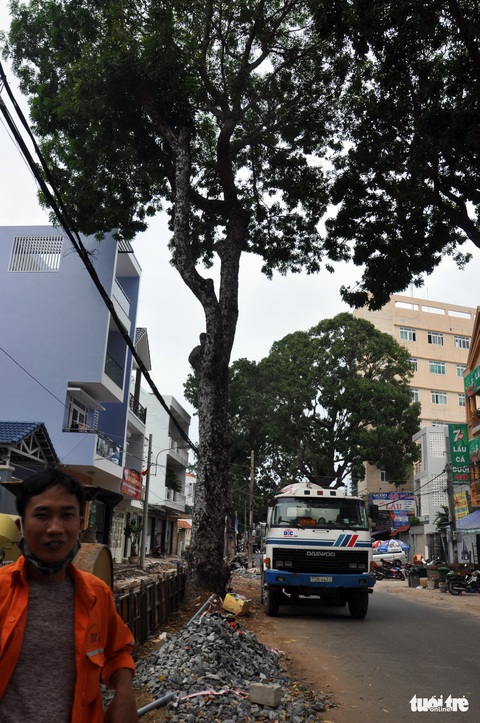 Vũng Tàu mở rộng đường, vẫn giữ lại hàng chục cây xà cừ 100 tuổi - Ảnh 2. Vũng Tàu mở rộng đường, vẫn giữ lại hàng chục cây xà cừ 100 tuổi - Ảnh 2.