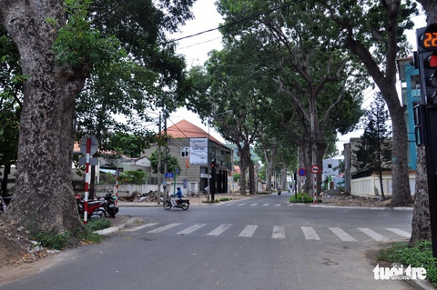 Vũng Tàu mở rộng đường, vẫn giữ lại hàng chục cây xà cừ 100 tuổi - Ảnh 1. Vũng Tàu mở rộng đường, vẫn giữ lại hàng chục cây xà cừ 100 tuổi - Ảnh 1.