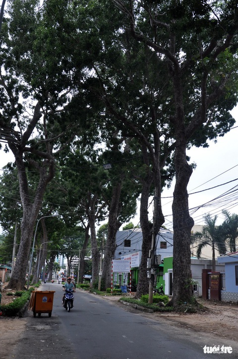 Vũng Tàu mở rộng đường, vẫn giữ lại hàng chục cây xà cừ 100 tuổi - Ảnh 3. Vũng Tàu mở rộng đường, vẫn giữ lại hàng chục cây xà cừ 100 tuổi - Ảnh 3.