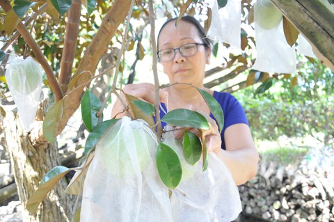 Kiểm soát chặt doanh nghiệp xuất khẩu vú sữa lò rèn sang Mỹ - Ảnh 1. Kiểm soát chặt doanh nghiệp xuất khẩu vú sữa lò rèn sang Mỹ - Ảnh 1.