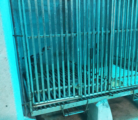 Nhận tin nuôi gấu trái phép, đến kiểm tra thấy nuôi… gà - Ảnh 2. Nhận tin nuôi gấu trái phép, đến kiểm tra thấy nuôi… gà - Ảnh 2.