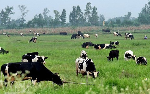 TP.HCM Ban hành danh mục nhóm sản phẩm chủ lực của ngành nông nghiệp - Ảnh 1. TP.HCM Ban hành danh mục nhóm sản phẩm chủ lực của ngành nông nghiệp - Ảnh 1.