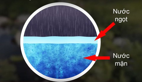 Điều gì xảy ra với sinh vật biển khi có bão? - Ảnh 3. Điều gì xảy ra với sinh vật biển khi có bão? - Ảnh 3.