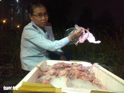 Chim cút lậu đi Tiền Giang, bị bắt ở Sài Gòn - Ảnh 1. Chim cút lậu đi Tiền Giang, bị bắt ở Sài Gòn - Ảnh 1.