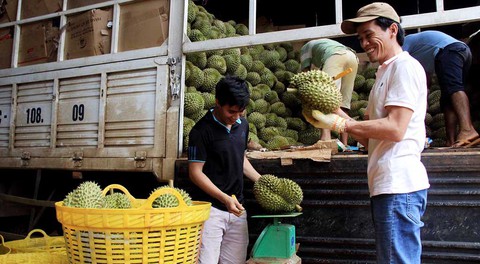 Canh giữ cho mùa sầu riêng yên bình - Ảnh 1. Canh giữ cho mùa sầu riêng yên bình - Ảnh 1.